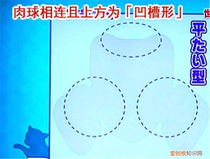 猫猫脚垫看性格,猫爪垫中能看出性格差异,学会分辨五类猫咪,找到适配自己的爱猫