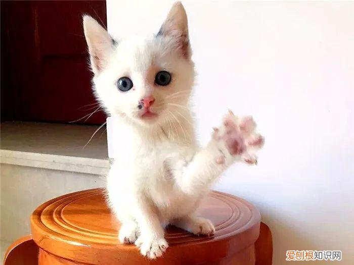猫猫脚垫看性格,猫爪垫中能看出性格差异,学会分辨五类猫咪,找到适配自己的爱猫