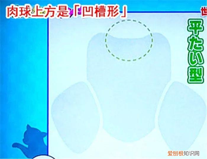 猫猫脚垫看性格,猫爪垫中能看出性格差异,学会分辨五类猫咪,找到适配自己的爱猫