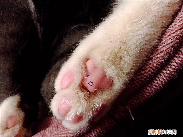 猫猫脚垫看性格,猫爪垫中能看出性格差异,学会分辨五类猫咪,找到适配自己的爱猫