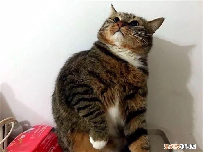 猫猫脚垫看性格,猫爪垫中能看出性格差异,学会分辨五类猫咪,找到适配自己的爱猫