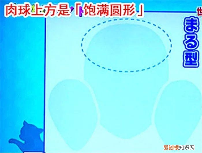 猫猫脚垫看性格,猫爪垫中能看出性格差异,学会分辨五类猫咪,找到适配自己的爱猫