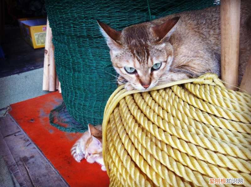 猫猫脚垫看性格,猫爪垫中能看出性格差异,学会分辨五类猫咪,找到适配自己的爱猫