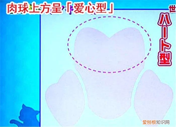 猫猫脚垫看性格,猫爪垫中能看出性格差异,学会分辨五类猫咪,找到适配自己的爱猫