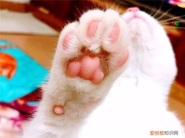 猫猫脚垫看性格,猫爪垫中能看出性格差异,学会分辨五类猫咪,找到适配自己的爱猫