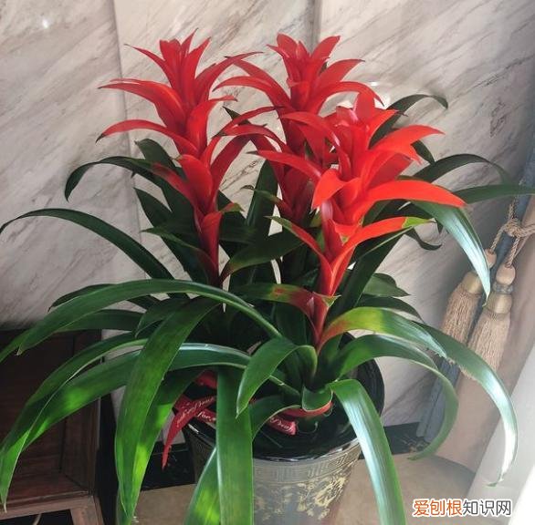 鸿运当头分盆注意事项，鸿运当头这样养，轻松养爆盆，开花红红火火，很快变多盆
