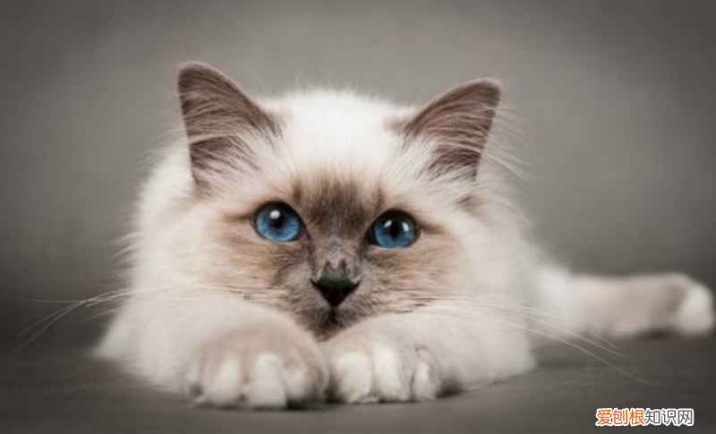 买猫怎么看是不是病猫，掌握这七条挑选猫咪的要点,不会买到病猫,不会上当受骗,请收藏！