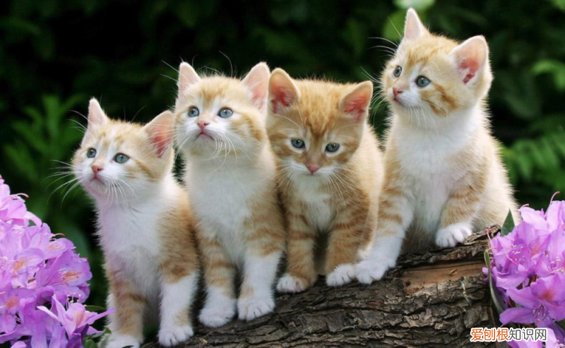 买猫怎么看是不是病猫，掌握这七条挑选猫咪的要点,不会买到病猫,不会上当受骗,请收藏！