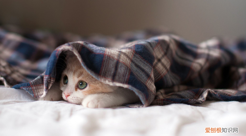 买猫怎么看是不是病猫，掌握这七条挑选猫咪的要点,不会买到病猫,不会上当受骗,请收藏！