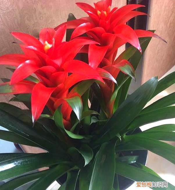 如何养好鸿运当头花，“鸿运当头”这样养，花叶繁盛，“聚财发福”，不信你还养不好