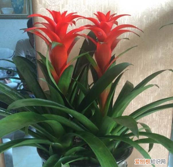 如何养好鸿运当头花，“鸿运当头”这样养，花叶繁盛，“聚财发福”，不信你还养不好