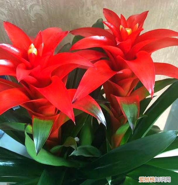 如何养好鸿运当头花，“鸿运当头”这样养，花叶繁盛，“聚财发福”，不信你还养不好