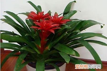 鸿运当头叶子不绿，鸿运当头这样养，叶子不黄了，花还开不断！