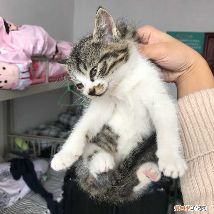 猫的绝招是，老祖宗挑猫术，牢记这些“秘诀”，就能选到一只好猫