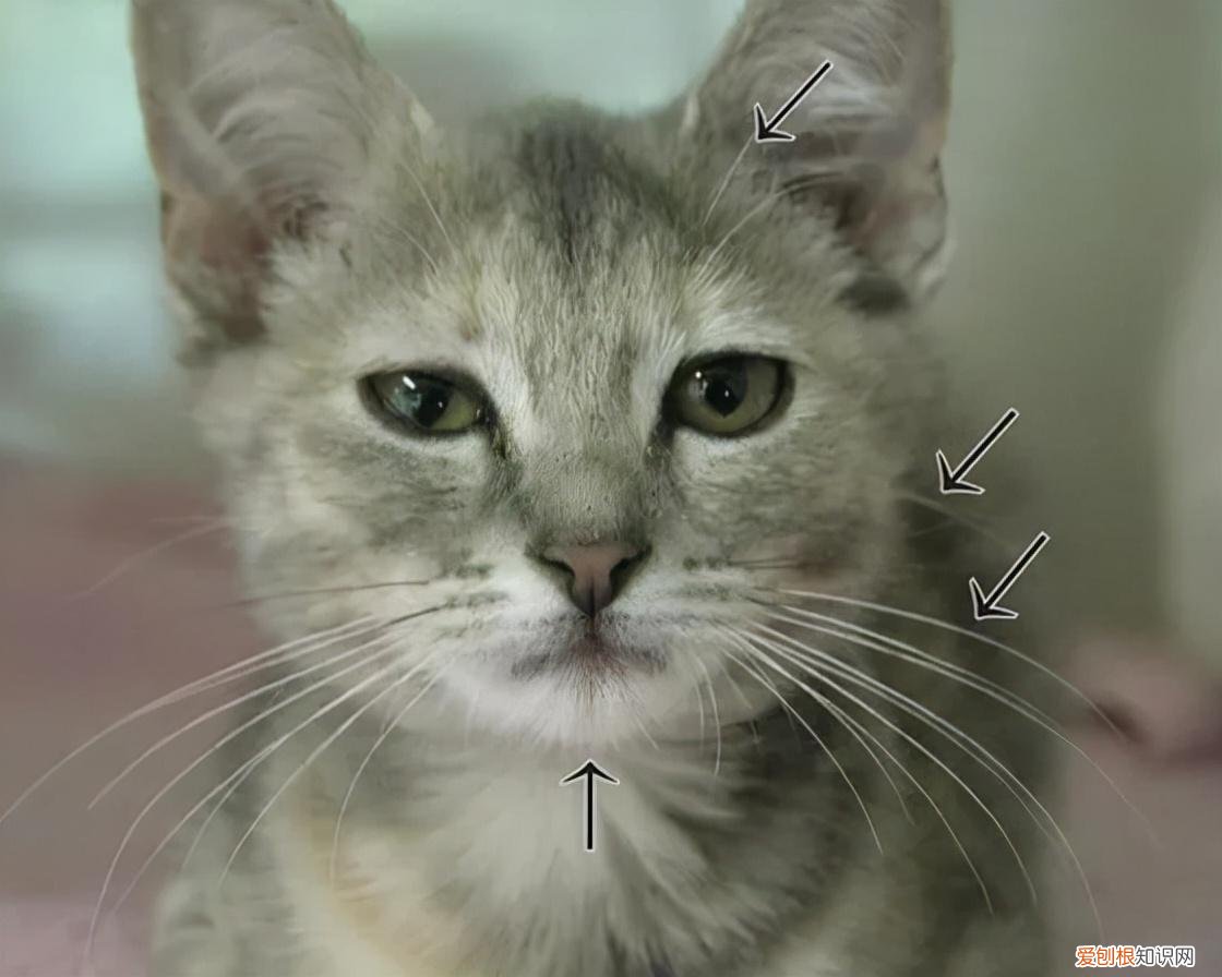 猫的绝招是，老祖宗挑猫术，牢记这些“秘诀”，就能选到一只好猫