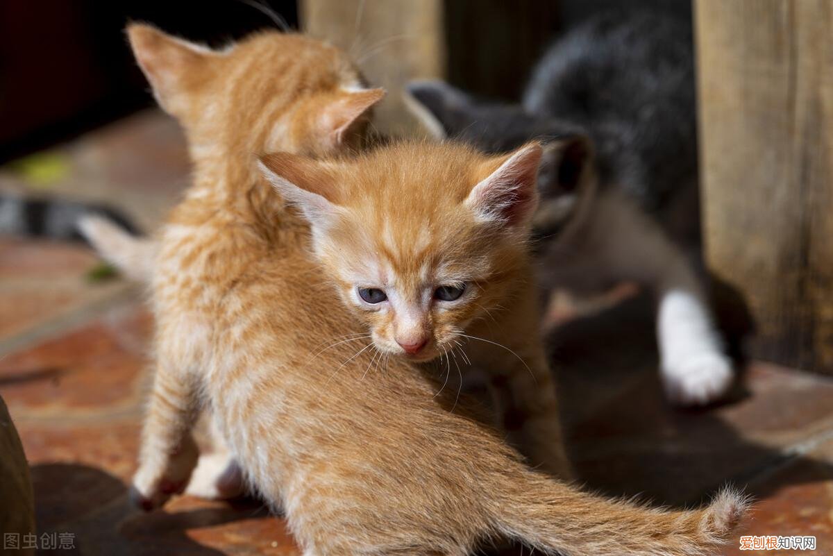 猫的绝招是，老祖宗挑猫术，牢记这些“秘诀”，就能选到一只好猫
