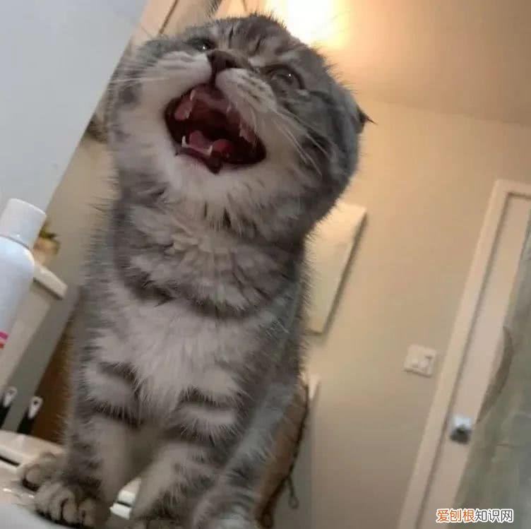 猫的绝招是，老祖宗挑猫术，牢记这些“秘诀”，就能选到一只好猫