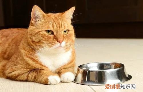 猫的绝招是，老祖宗挑猫术，牢记这些“秘诀”，就能选到一只好猫