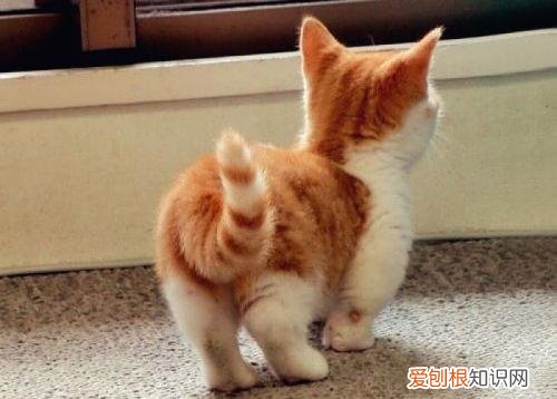 猫的绝招是，老祖宗挑猫术，牢记这些“秘诀”，就能选到一只好猫