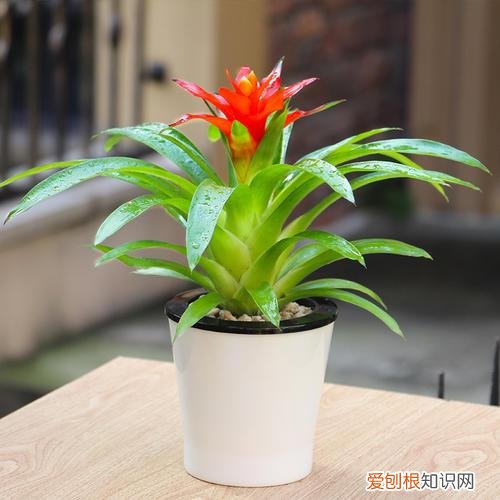 怎样才能养好鸿运当头花,鸿运当头养护方法,简简单单照着做,长势喜人开花红火