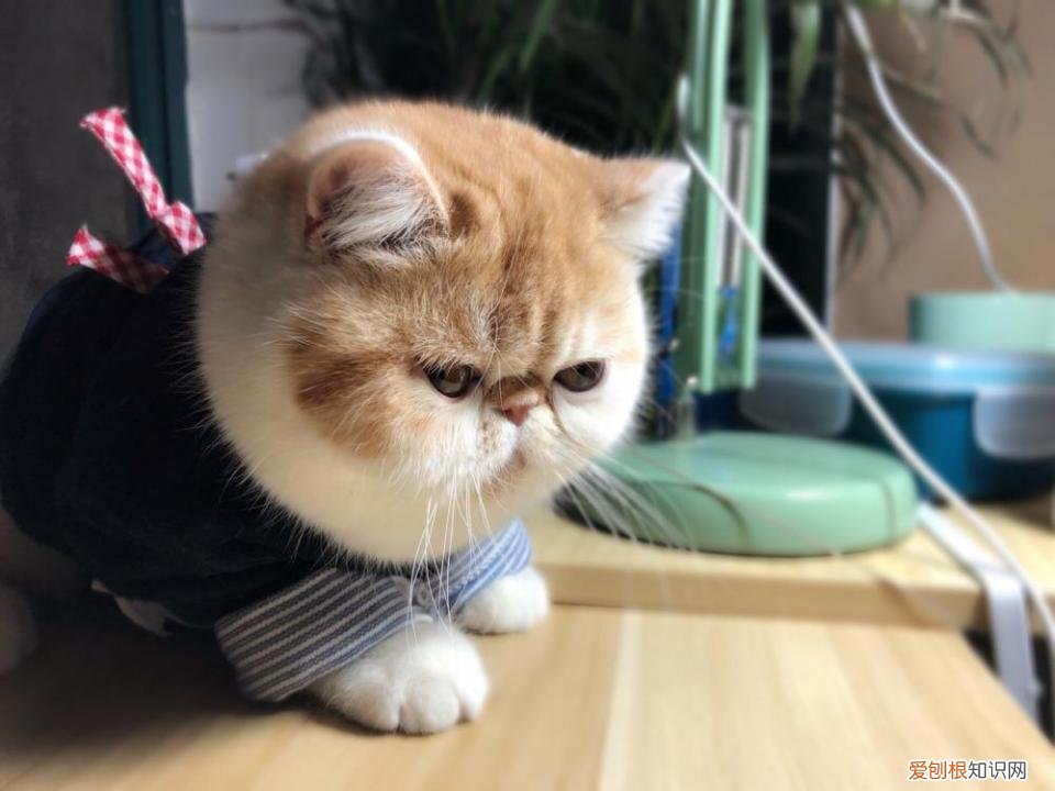 怎么分辨猫的品种，教你鉴别常见的猫咪品种！让你更了解品种猫