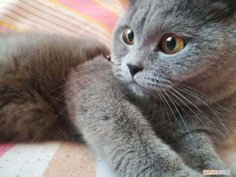 怎么分辨猫的品种，教你鉴别常见的猫咪品种！让你更了解品种猫