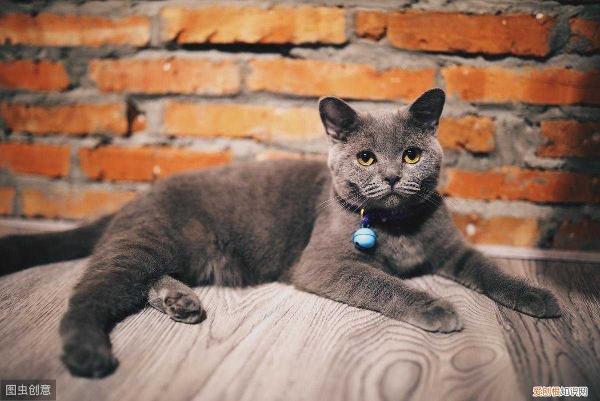 怎么分辨猫的品种，教你鉴别常见的猫咪品种！让你更了解品种猫
