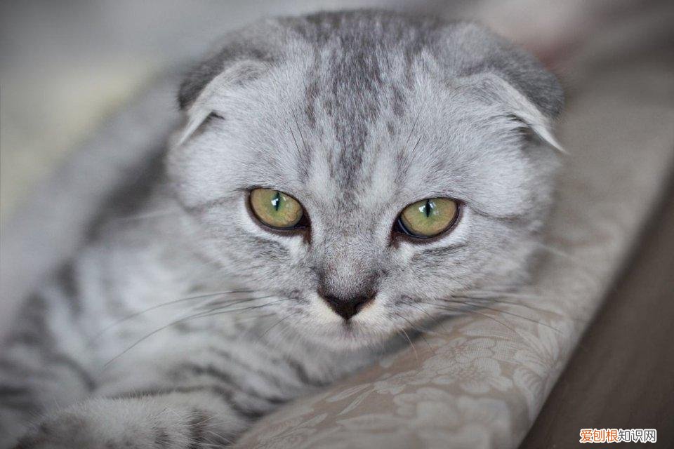 怎么分辨猫的品种，教你鉴别常见的猫咪品种！让你更了解品种猫