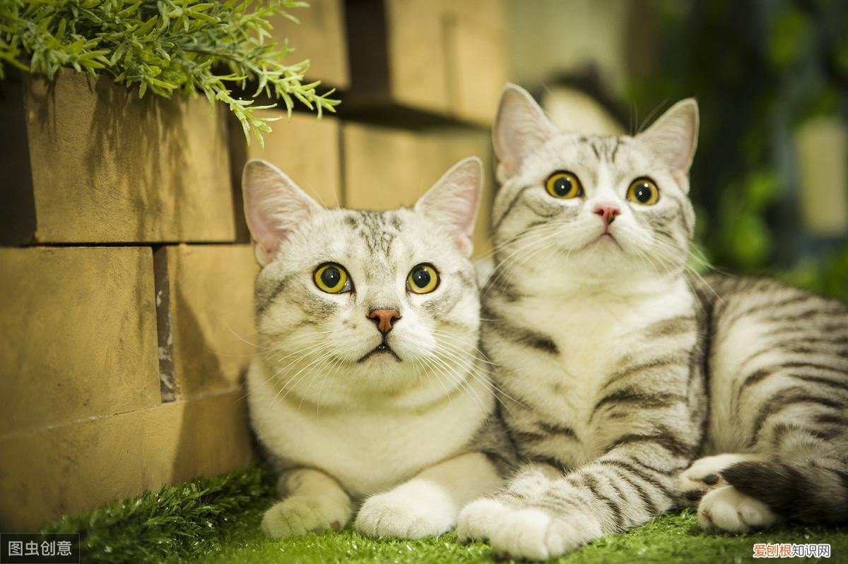 怎么分辨猫的品种，教你鉴别常见的猫咪品种！让你更了解品种猫
