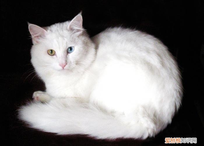 怎么分辨猫的品种，教你鉴别常见的猫咪品种！让你更了解品种猫