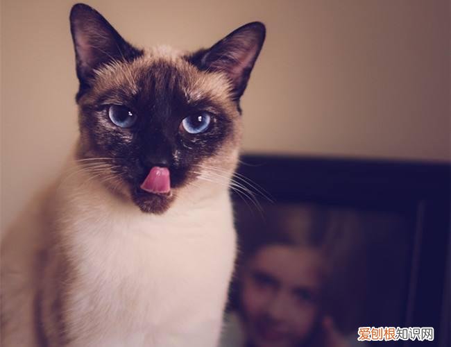 怎么分辨猫的品种，教你鉴别常见的猫咪品种！让你更了解品种猫