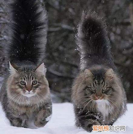 怎么分辨猫的品种，教你鉴别常见的猫咪品种！让你更了解品种猫