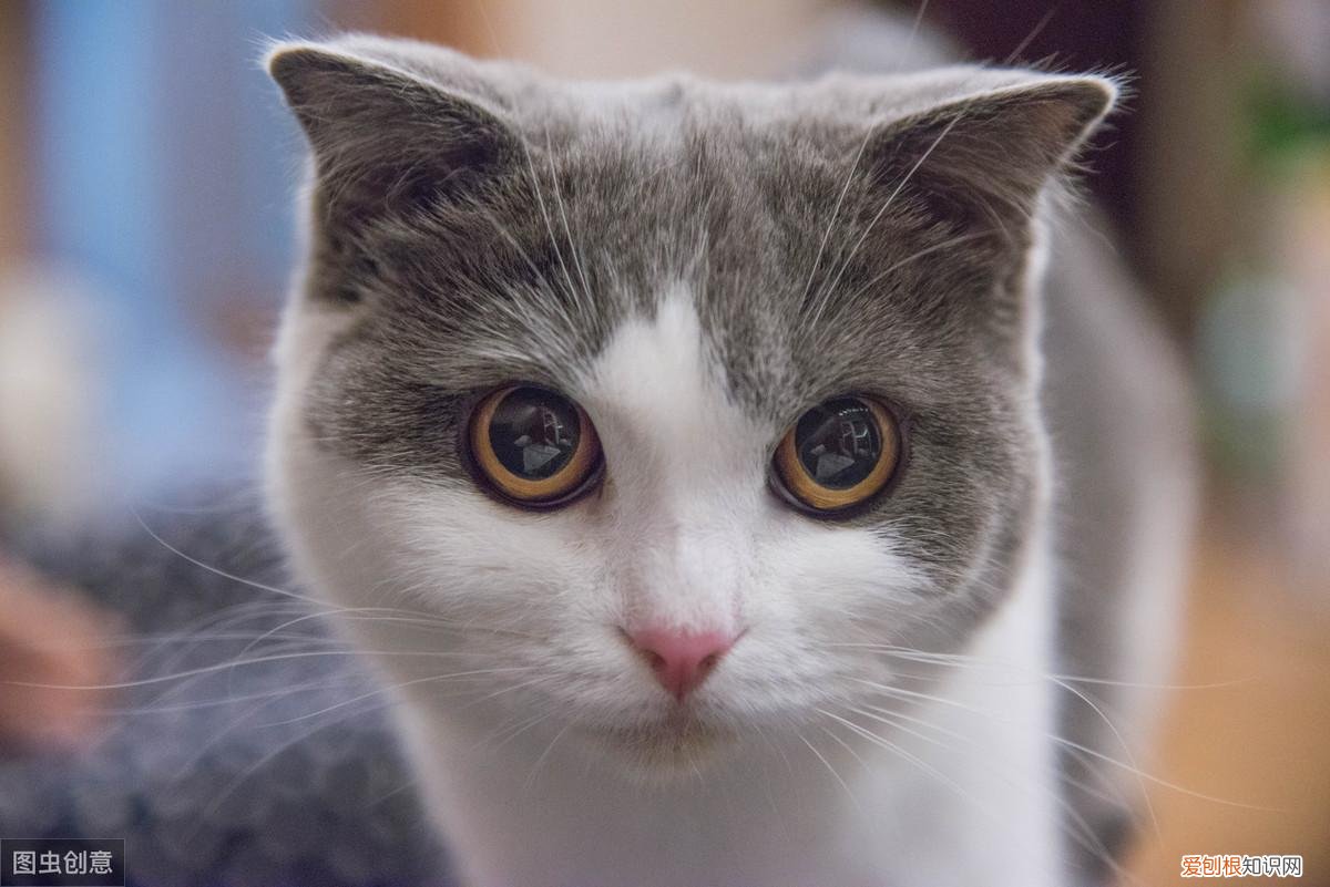 怎么分辨猫的品种，教你鉴别常见的猫咪品种！让你更了解品种猫