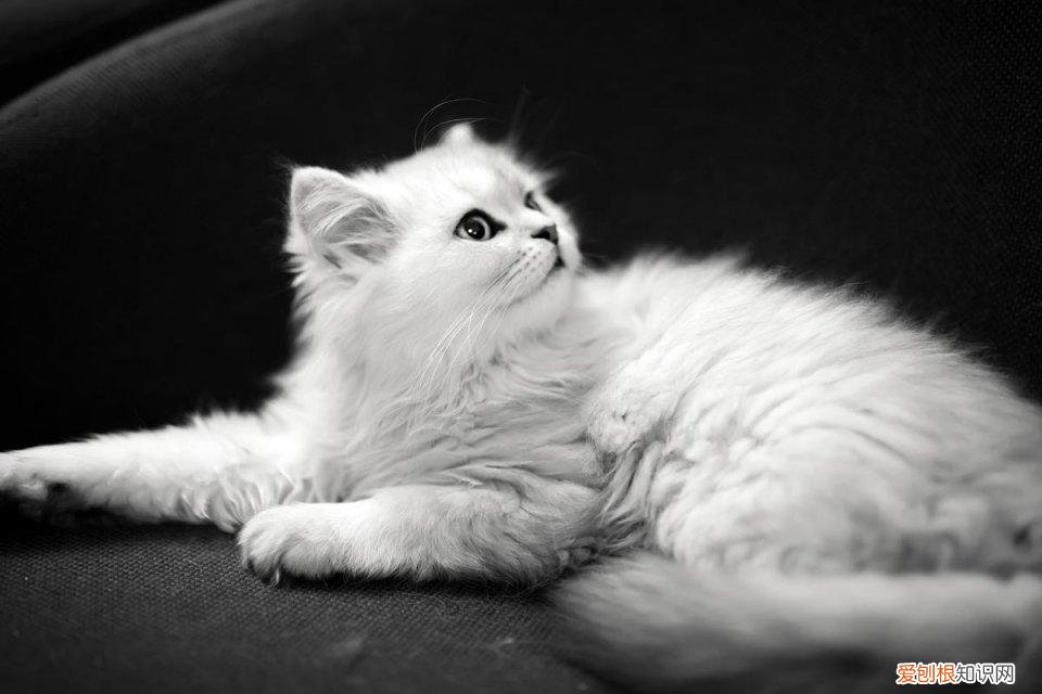 怎么分辨猫的品种，教你鉴别常见的猫咪品种！让你更了解品种猫