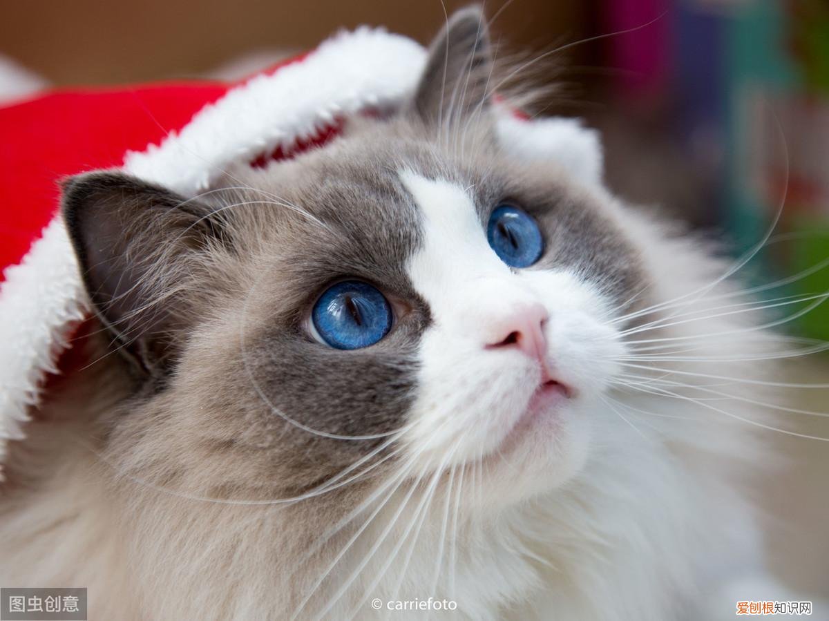 怎么分辨猫的品种，教你鉴别常见的猫咪品种！让你更了解品种猫