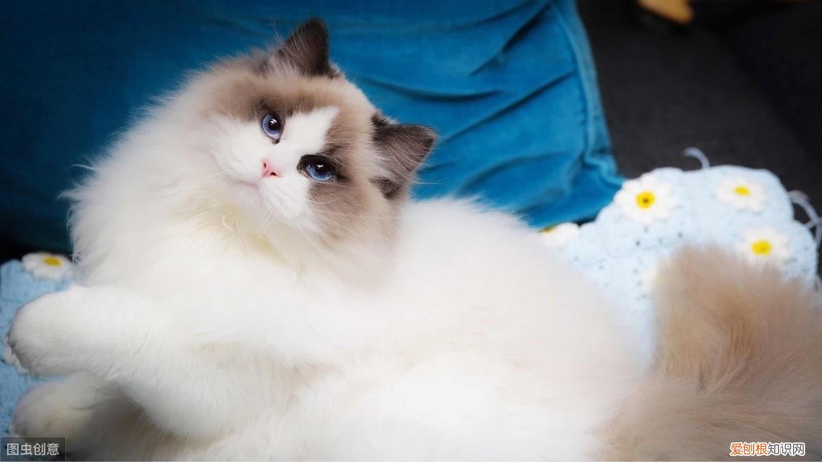 怎么分辨猫的品种，教你鉴别常见的猫咪品种！让你更了解品种猫