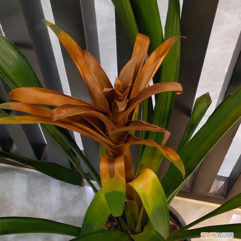 鸿运当头花咋养,鸿运当头花怎么养?用好3招,侧芽呼呼冒,年年有花看