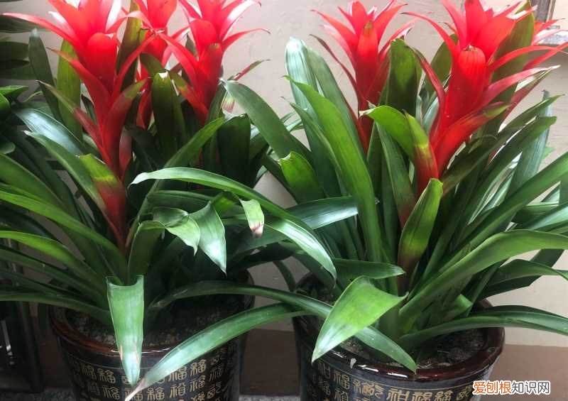 鸿运当头花咋养,鸿运当头花怎么养?用好3招,侧芽呼呼冒,年年有花看