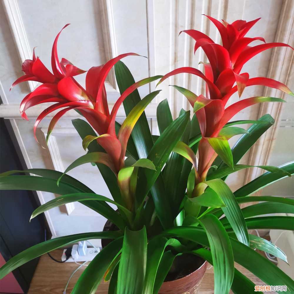 鸿运当头花咋养,鸿运当头花怎么养?用好3招,侧芽呼呼冒,年年有花看
