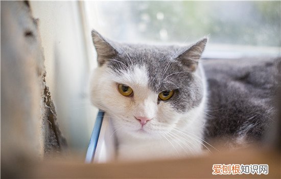 猫为什么总是抓耳朵,猫总是抓耳朵后面,猫为什么老是抓耳朵,为什么猫一直抓耳朵