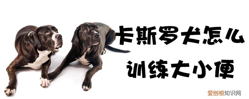 卡斯罗犬怎么训练大小便，怎么训练可卡犬大小便