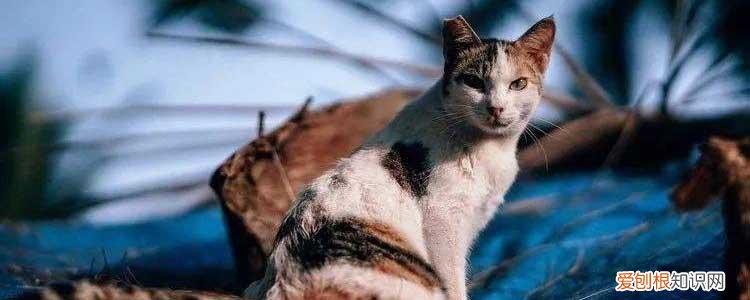 被野猫抓伤怎么办,被野猫抓伤出血怎么办,被野猫抓伤必须打针吗，被野猫抓伤后打了针发病了怎么办