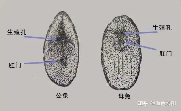 母兔子的英语，能帮我看看兔兔是公的还是母的吗？