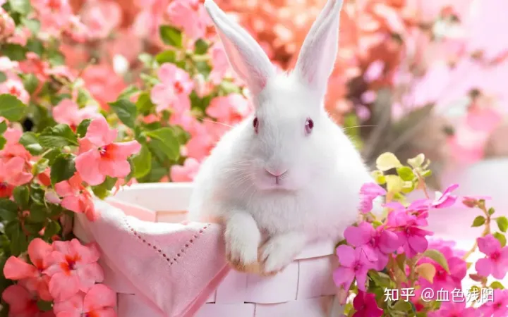 母兔子的英语，能帮我看看兔兔是公的还是母的吗？