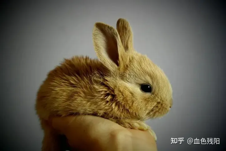 母兔子的英语，能帮我看看兔兔是公的还是母的吗？
