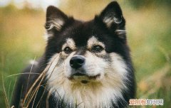 狗狗不停的咳嗽怎么办 狗狗一直咳嗽怎么办啊