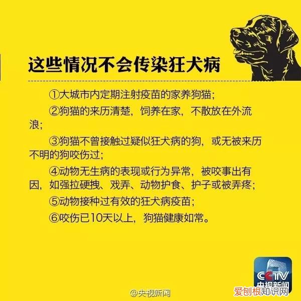 被野猫抓伤轻微出血不打疫苗可以吗,被野猫抓伤轻微出血怎样可以不打针吗?,被野猫抓伤轻微出血不打疫苗可以么
