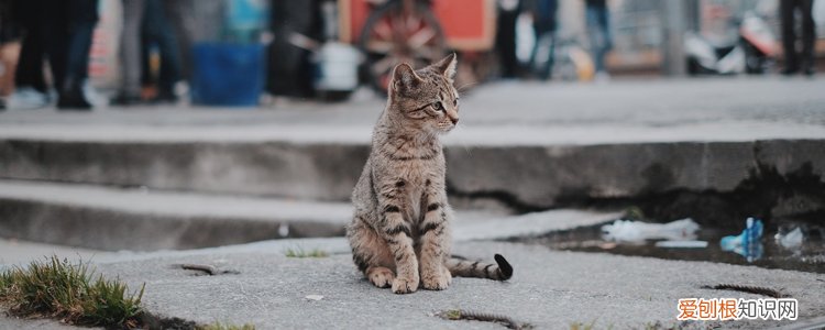 猫狂犬病潜伏期多就,猫狂犬病潜伏期多久,猫狂犬病潜伏期最长多久,猫得狂犬病的潜伏期是多久?