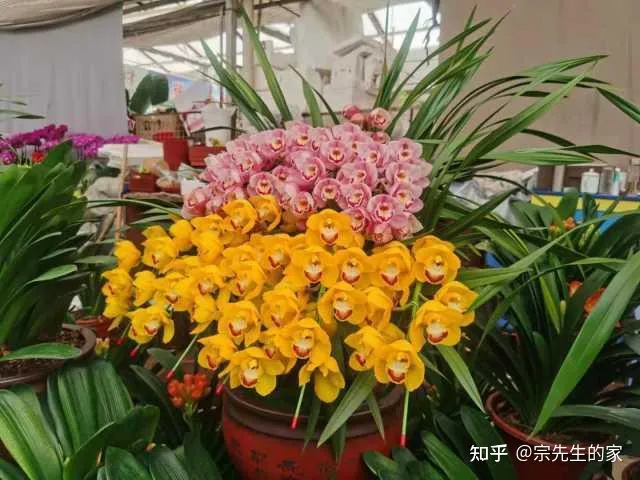 客厅阳台放什么花合适,过年选5种“旺家花”,不晒太阳长势佳,客厅一放,日子红红火火
