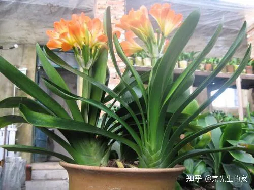 客厅阳台放什么花合适,过年选5种“旺家花”,不晒太阳长势佳,客厅一放,日子红红火火